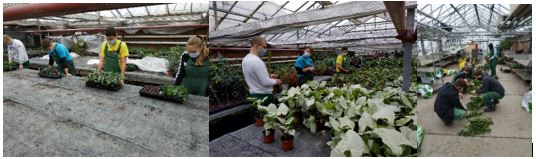 A dísznövénykertész tanulók mindennapjai a Kisalföldi ASzC Herman Ottó iskolájában