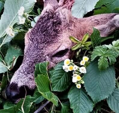 A Kisalföldi ASzC Herman Ottó Szakképző Iskola hivatásos vadászképzés vezetője, Bögöti Gábor a szabadidejét is szívesen tölti vadászattal.